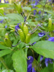 Aconitum degenii