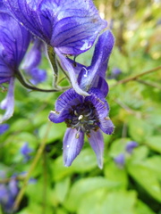 Aconitum degenii