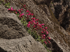 Penstemon rupicola