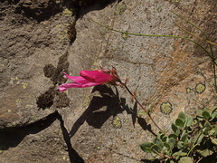Penstemon rupicola