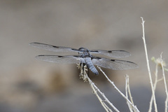 Libellula nodisticta