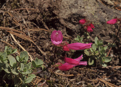 Penstemon rupicola