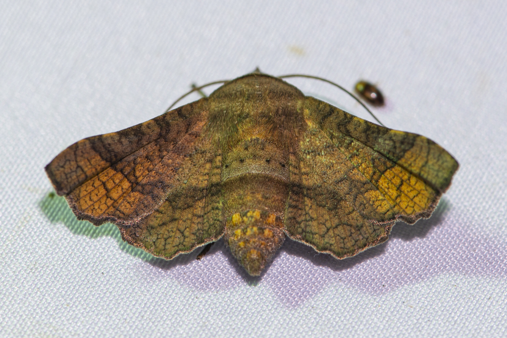 Dysodia taprobana