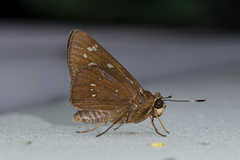 Pelopidas assamensis