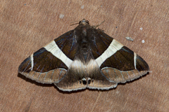 Bastilla crameri