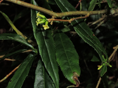 Daphne arisanensis (Daphne arisanensis)