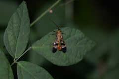 Panorpa japonica