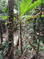 Musa banksii