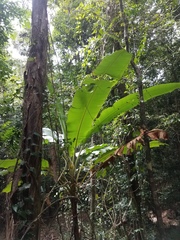 Musa banksii