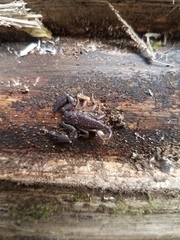 Hormurus