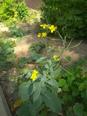 Brassica