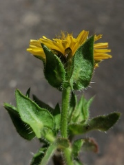 Helminthotheca echioides