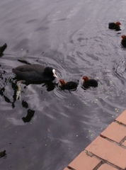 Fulica atra
