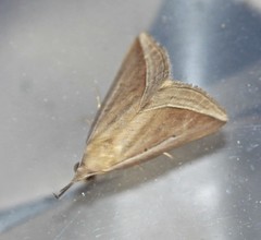 Hypena conscitalis