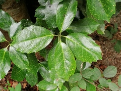 Aucuba japonica