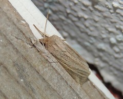 Mythimna riparia