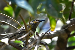 Xanthotis macleayanus