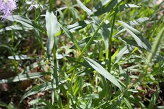Dianthus × courtoisii