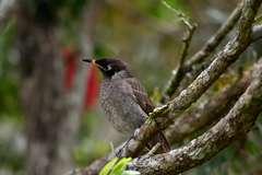 Bolemoreus frenatus