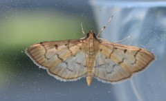 Herpetogramma theseusalis