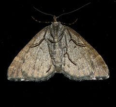 Chrysolarentia cryeropa