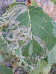 Phyllocnistis unipunctella