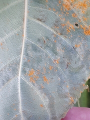 Phyllocnistis unipunctella