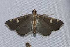 Luma sericea