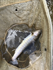 Salvelinus leucomaenis