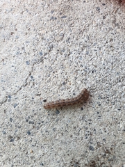 Thaumetopoea pityocampa