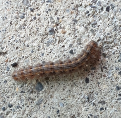 Thaumetopoea pityocampa
