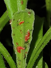 Aphidoletes aphidimyza