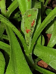 Aphidoletes aphidimyza