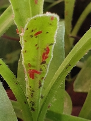 Aphidoletes aphidimyza