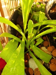 Aphidoletes aphidimyza