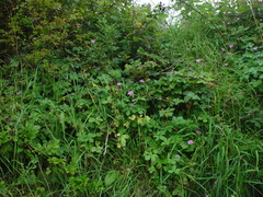 Geranium × oxonianum