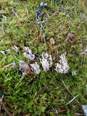 Ramaria gracilis