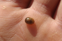 Peltoschema nigroconspersum