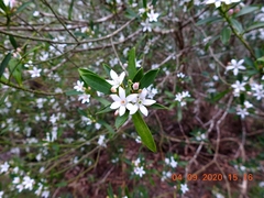 Philotheca myoporoides