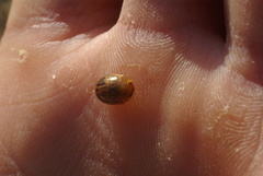 Peltoschema nigroconspersum