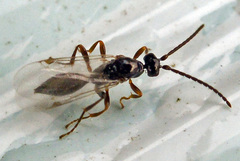 Proctotrupoidea