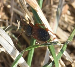 Gynandromorphus etruscus