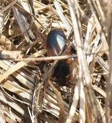 Gynandromorphus etruscus