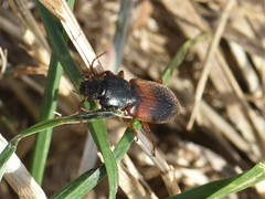 Gynandromorphus etruscus