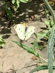 Pieris rapae
