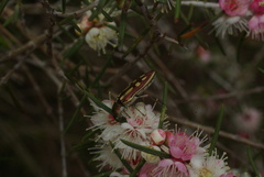 Castiarina crocicolor