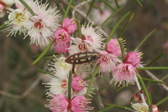 Castiarina crocicolor