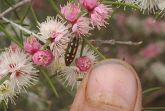 Castiarina crocicolor