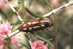 Castiarina crocicolor