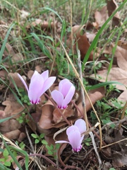 Cyclamen hederifolium